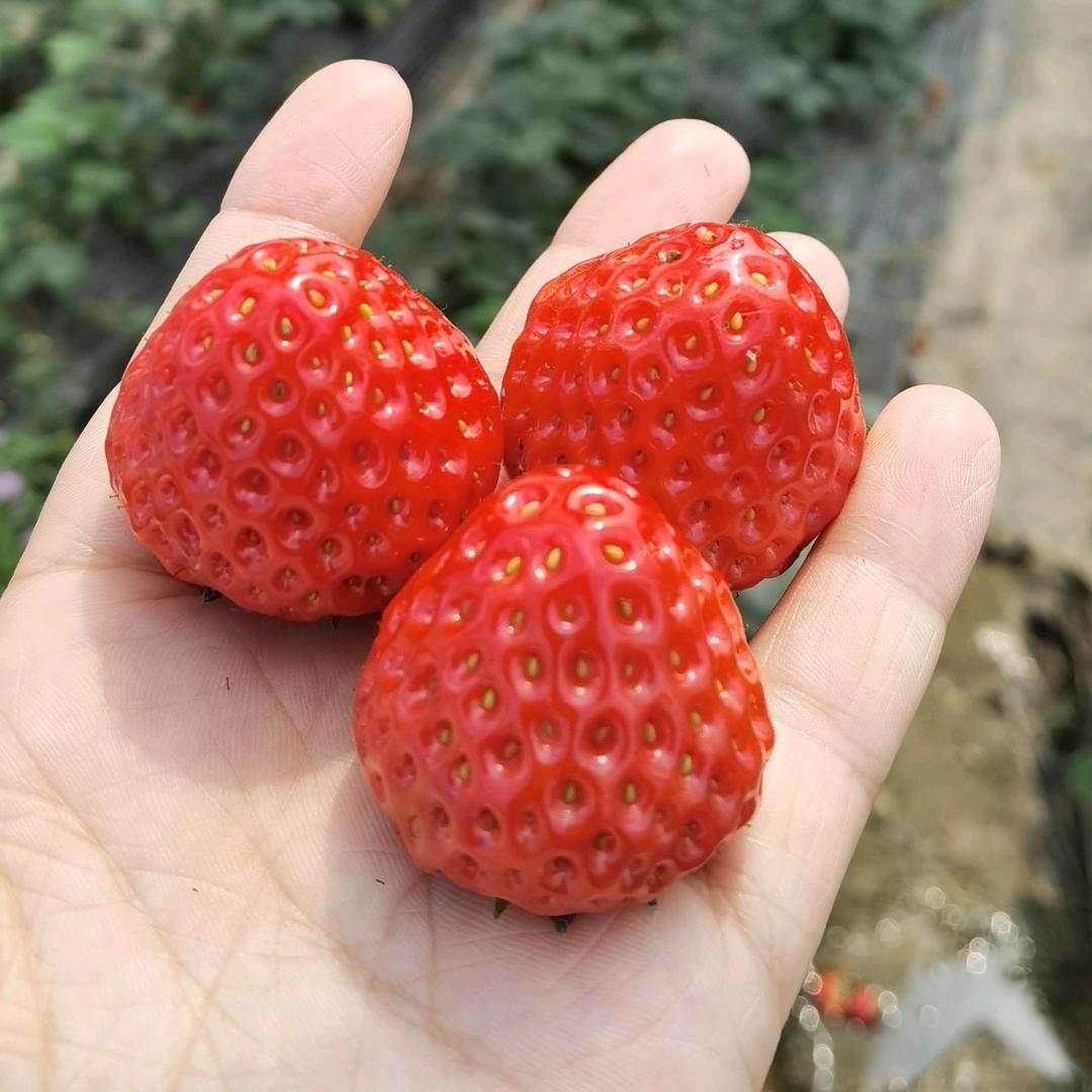 三颗草莓