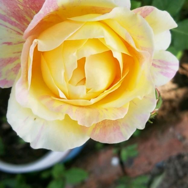 尖椒圆椒都是辣椒