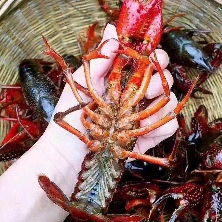 宏盛水产小龙虾批发