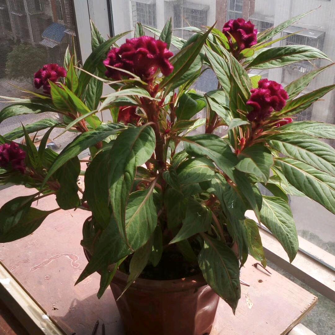红玫瑰🌹