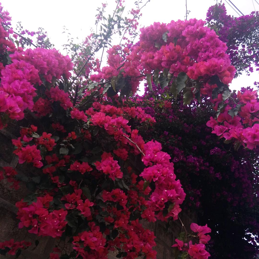 花🌹香鸟语