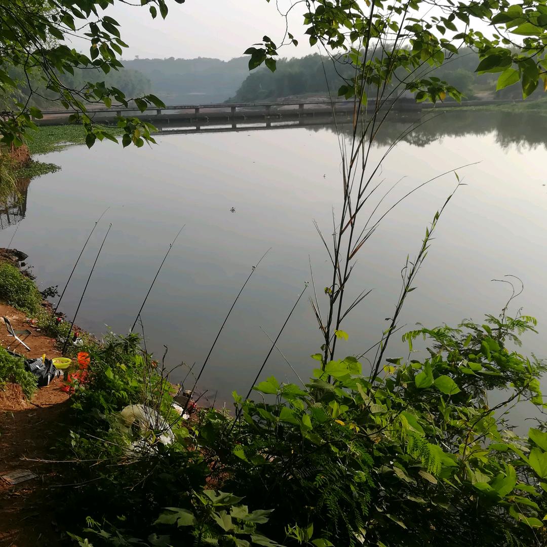 坐在河边看鱼跃