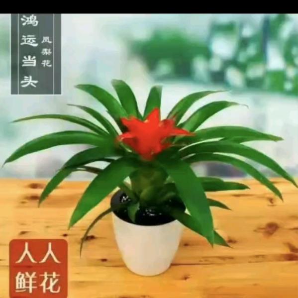 玫瑰之恋