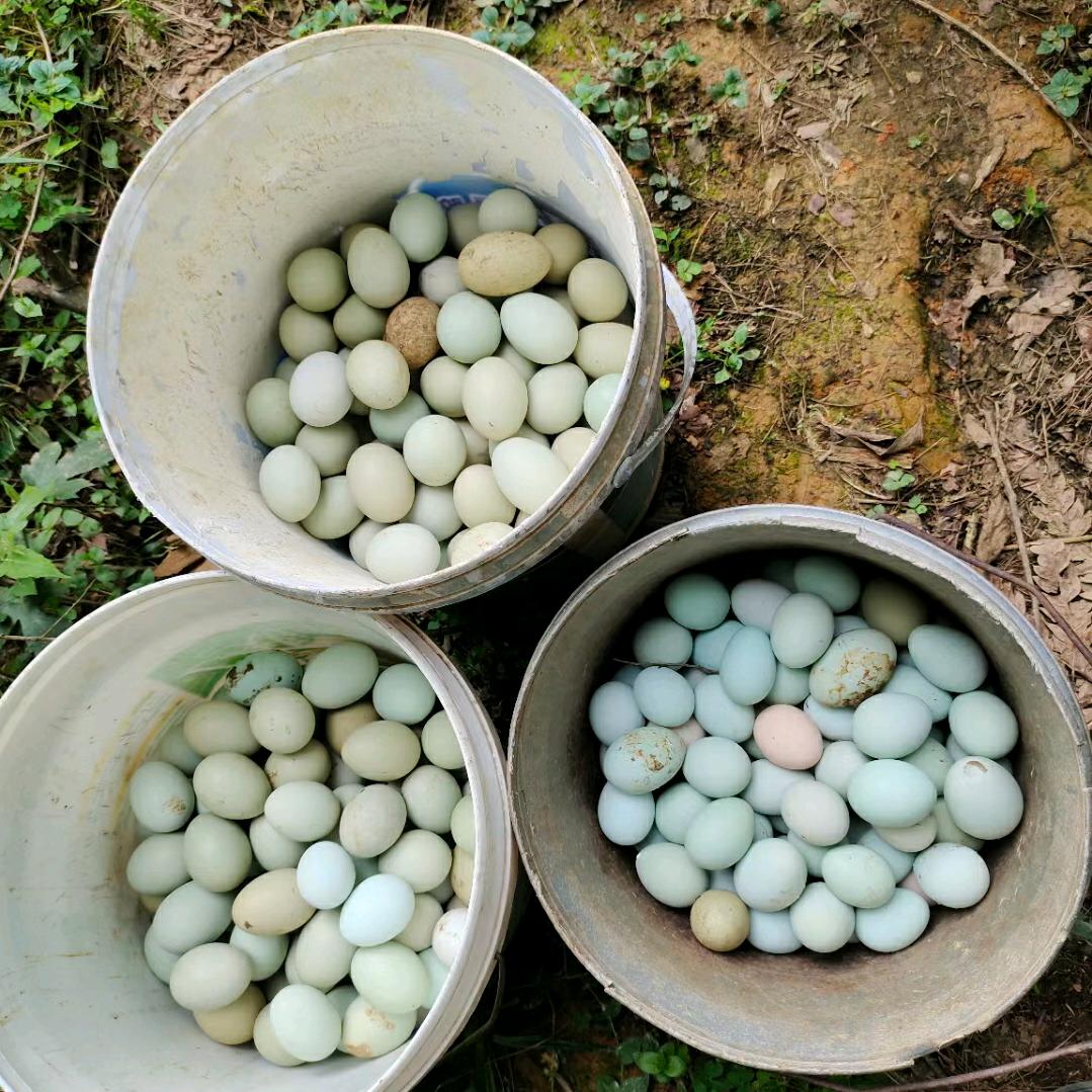 正宗林下散养绿壳土鸡蛋（拒绝连赞，私聊）