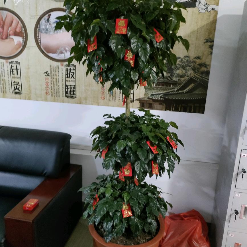 芙蓉姐姐