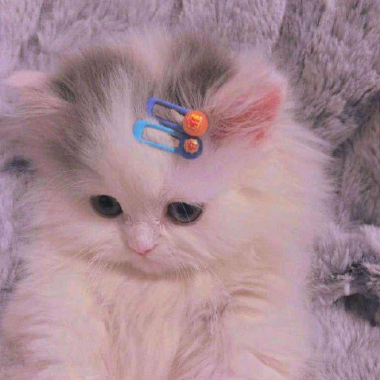 连连子