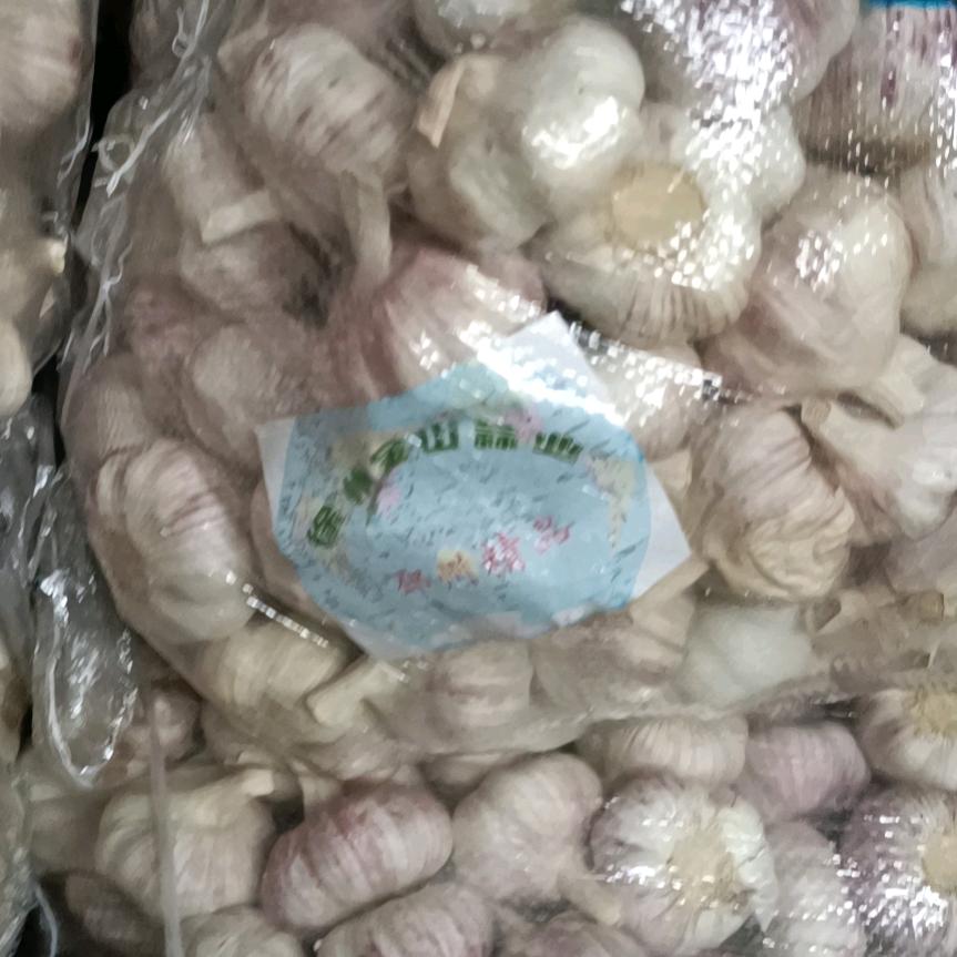 邳州宿羊山精品，金山蒜业（郭）