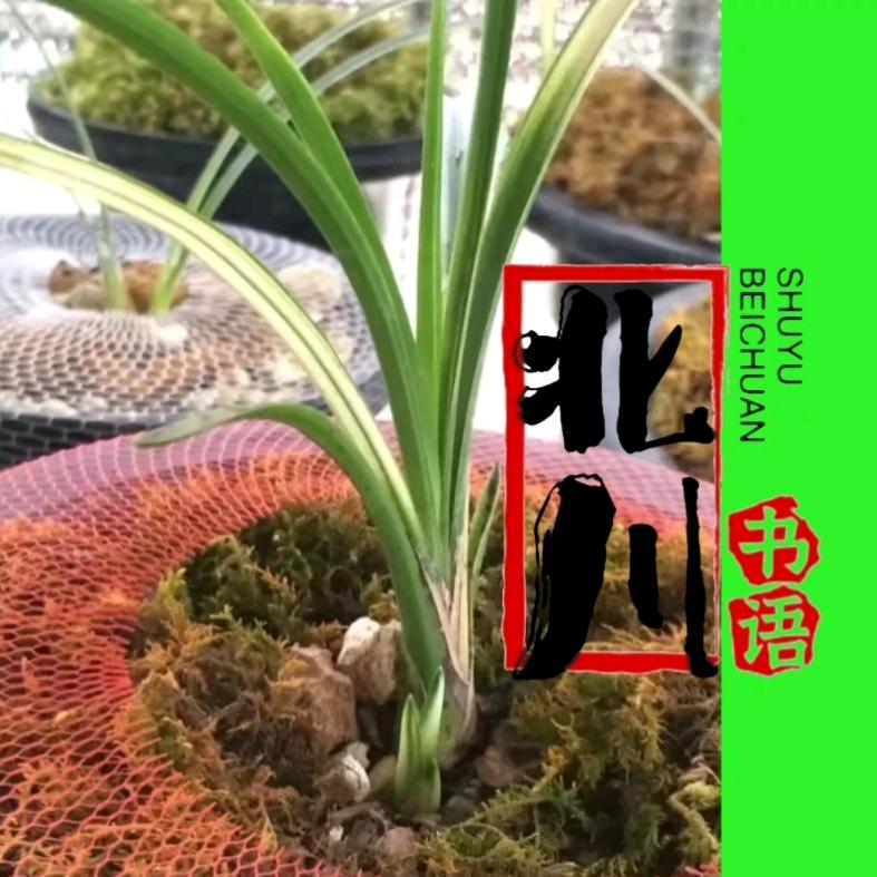 北川.宝哥