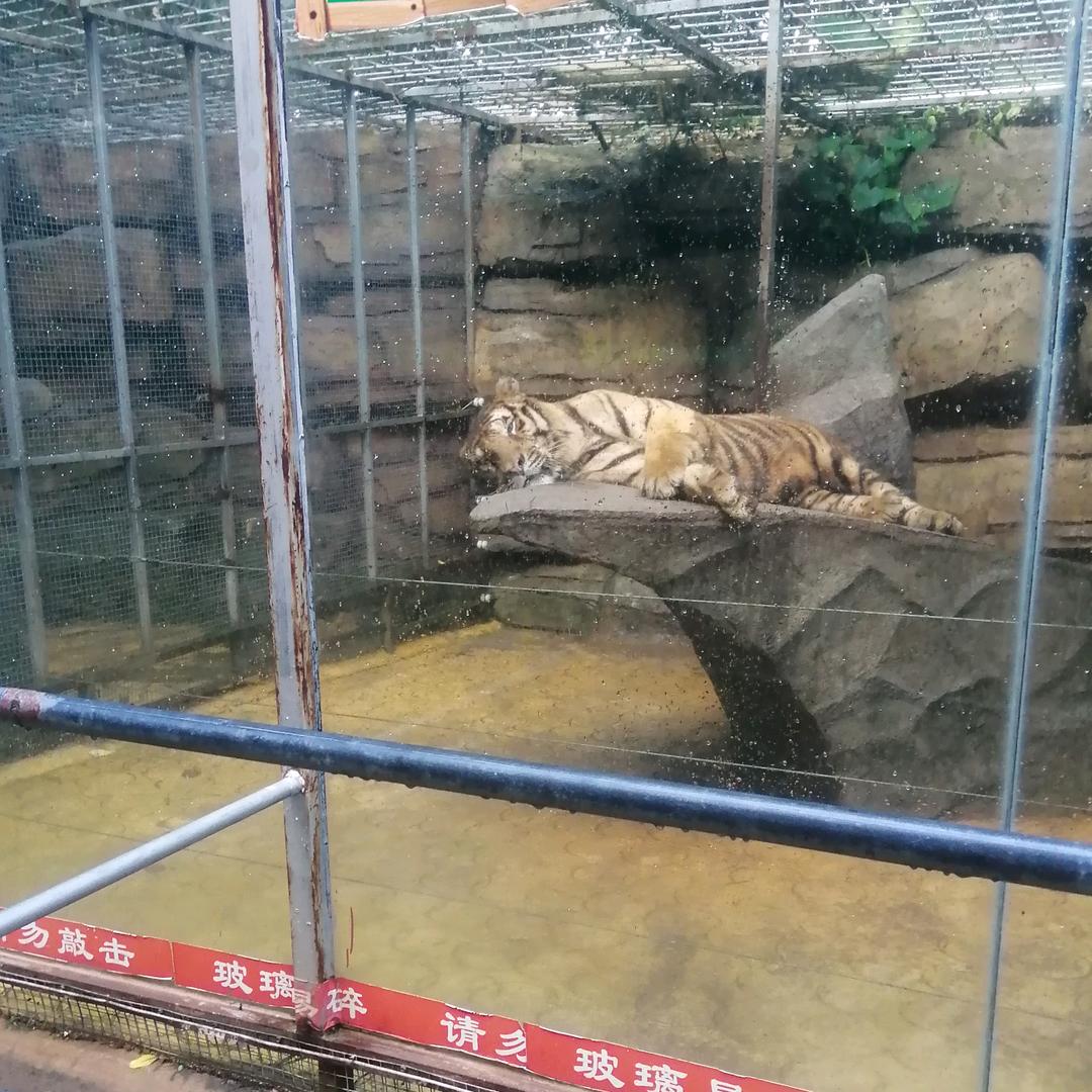 旺垌鬼脚七山庄董事长信哥