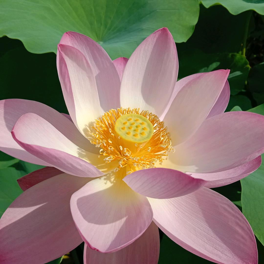 严彩芹