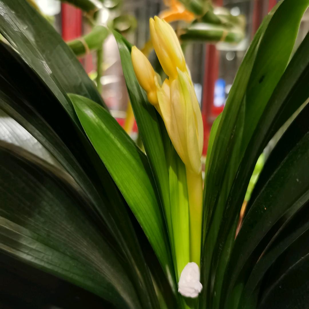 勇者（佬坛优宅养）