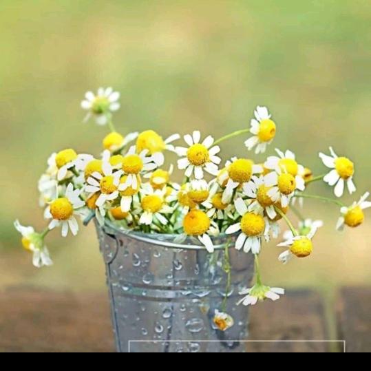 不～离～不～弃