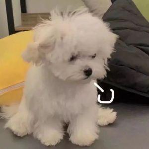 超正经的禾洲洲