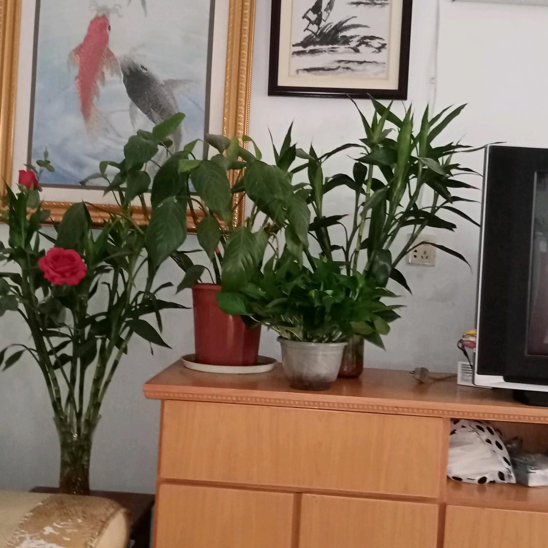一朵兰花