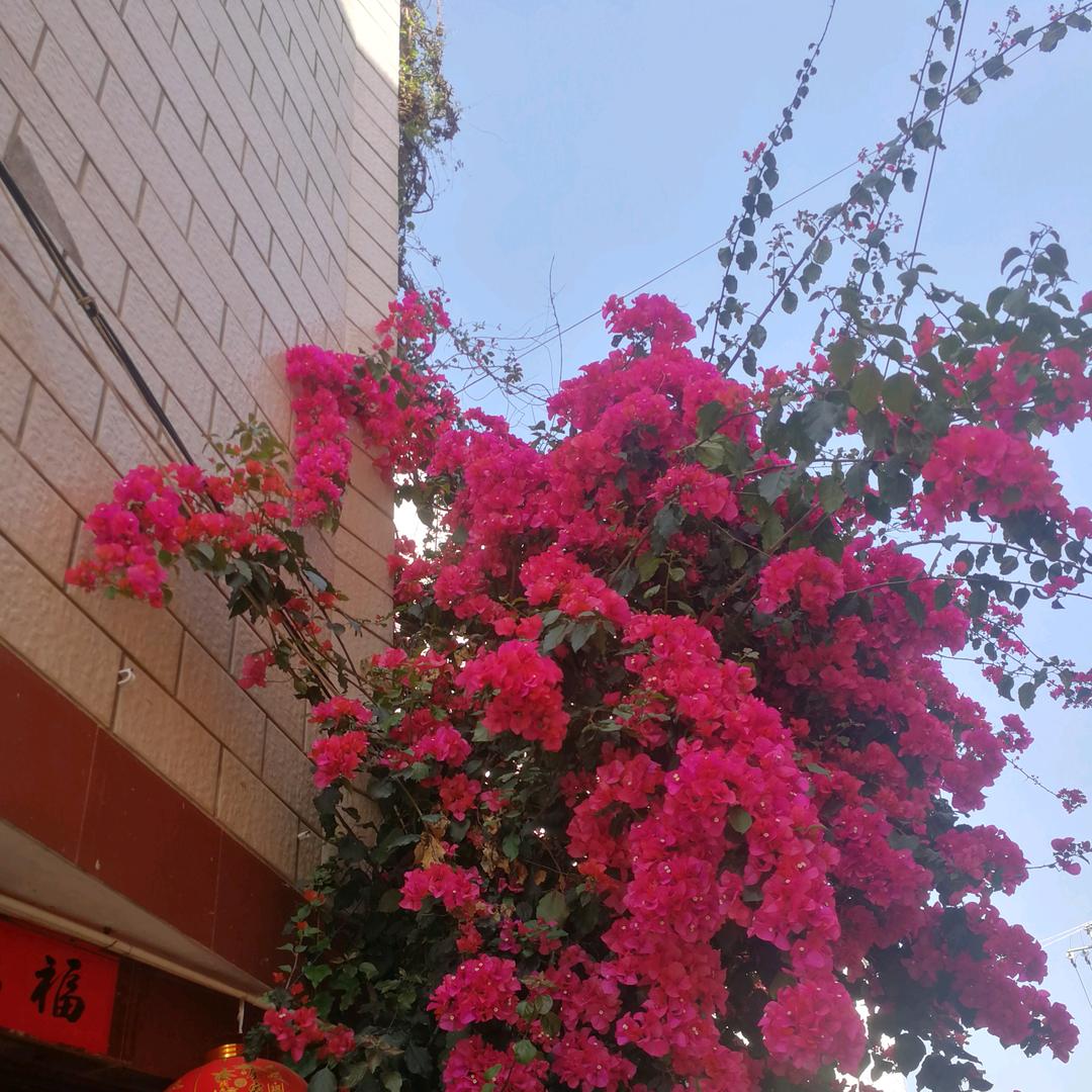 赵玲美