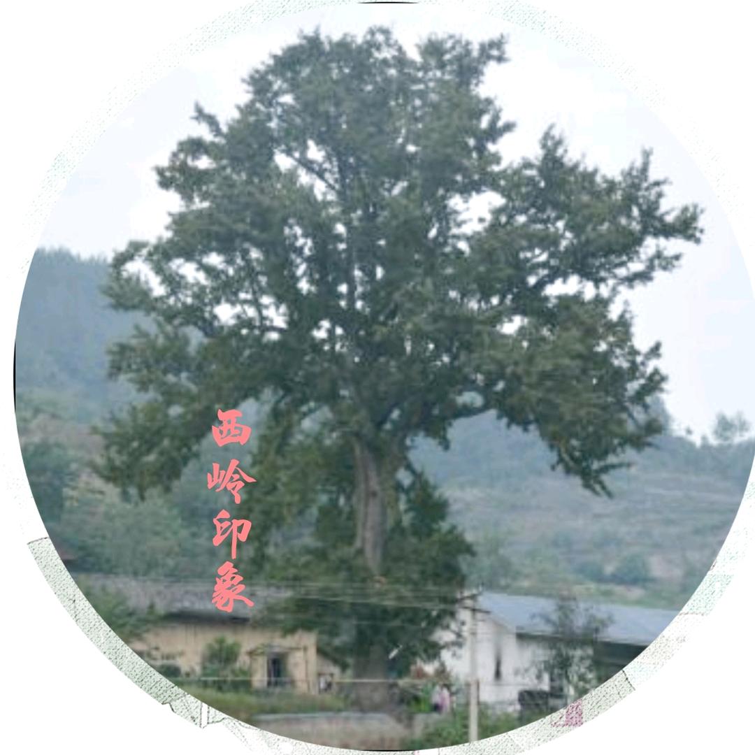 西岭一粟