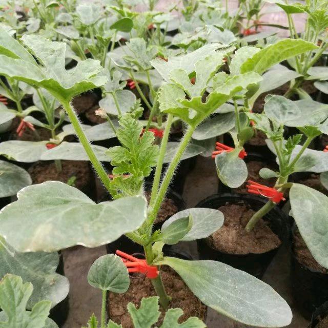 西瓜嫁接二合一：永恒