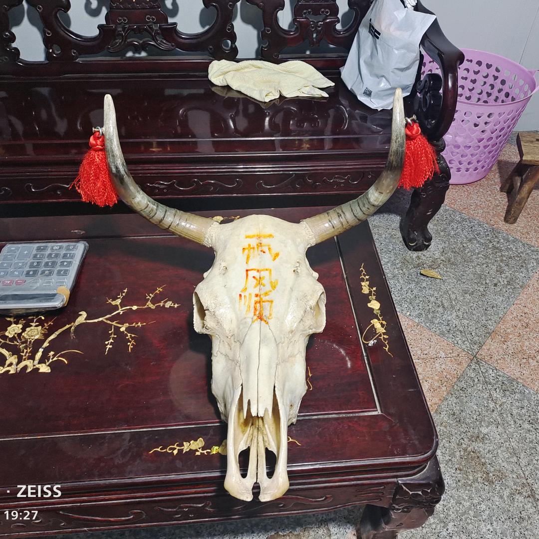 鱼在岸上游……