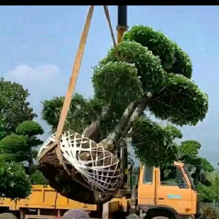 风中的云