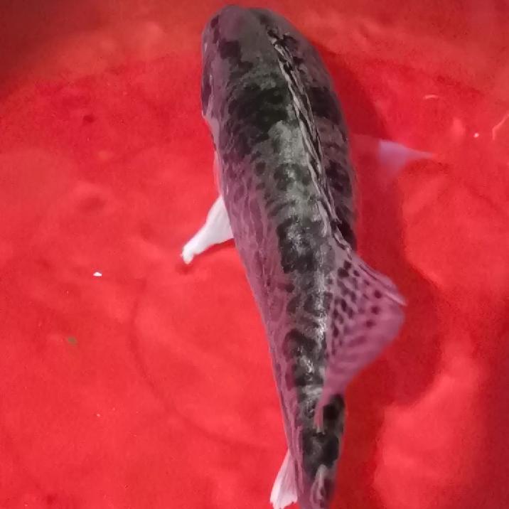 开心快乐每一天🐋