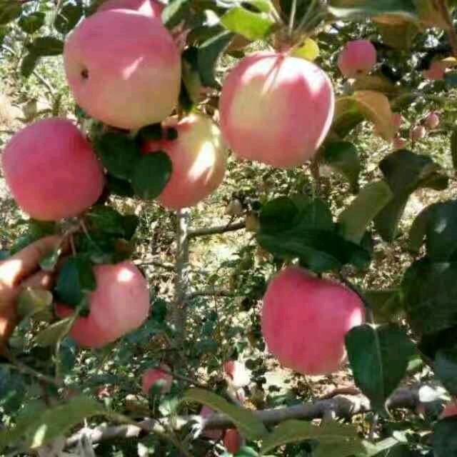 手机用户50590667555