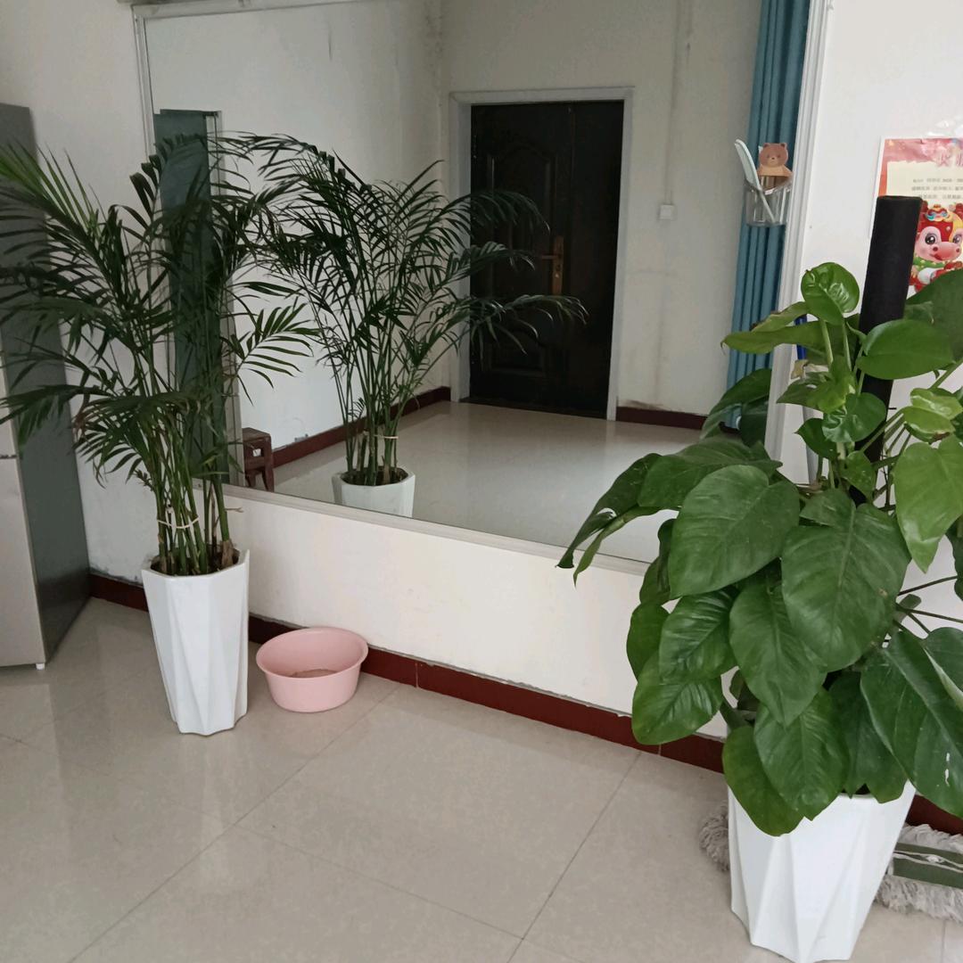 滴血玫瑰
