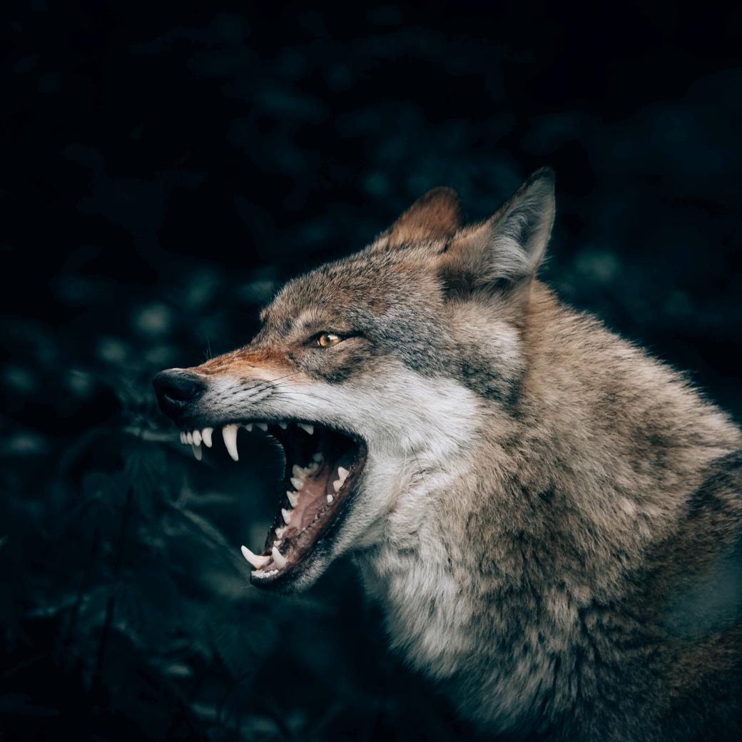 天狼🐺