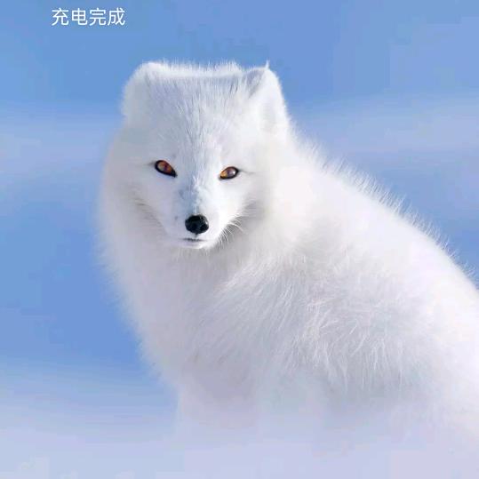 可爱白狐