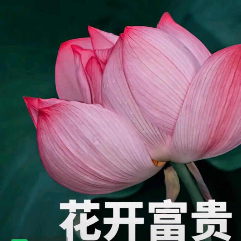 丽姐善缘堂🌺🌺🌻