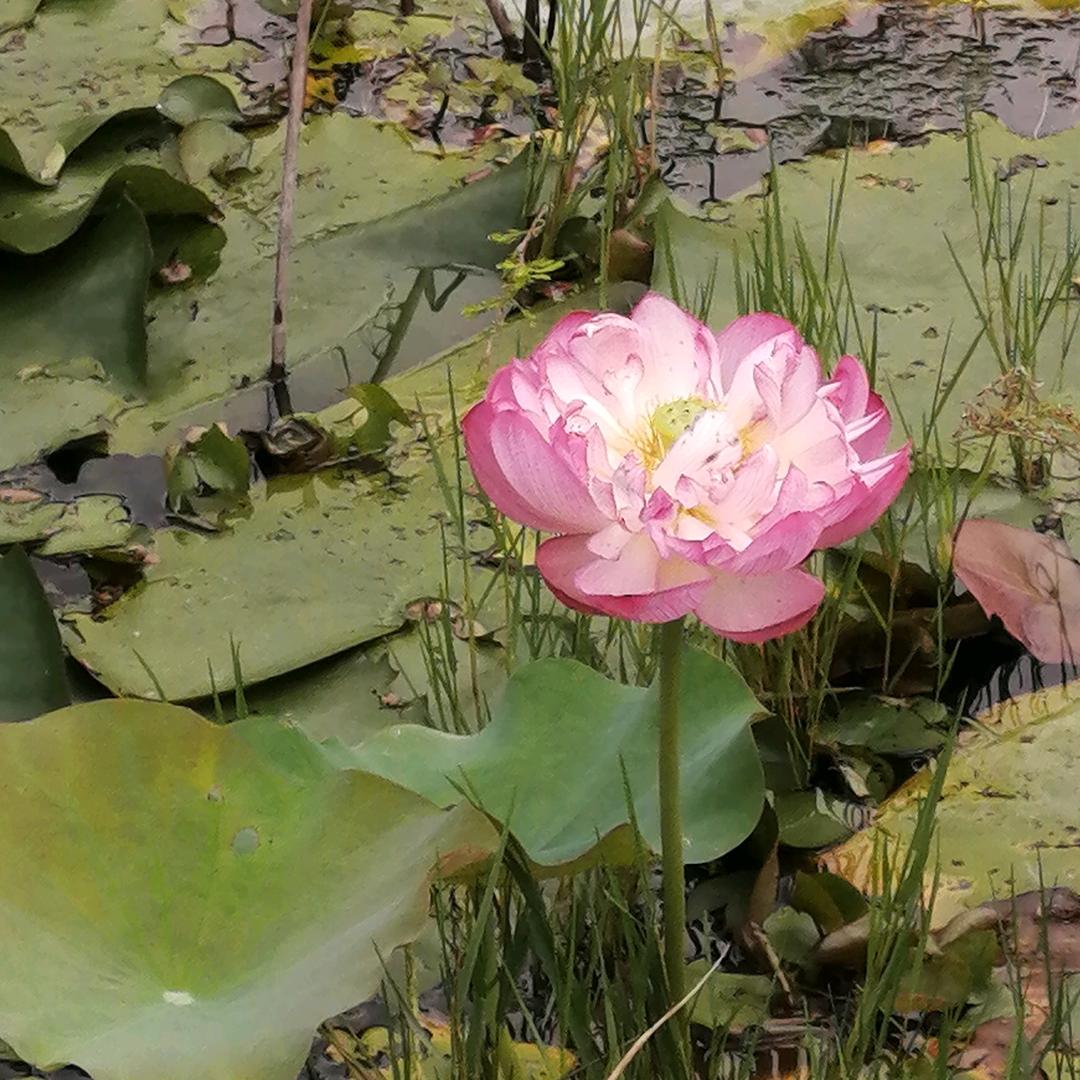 蜂蜜