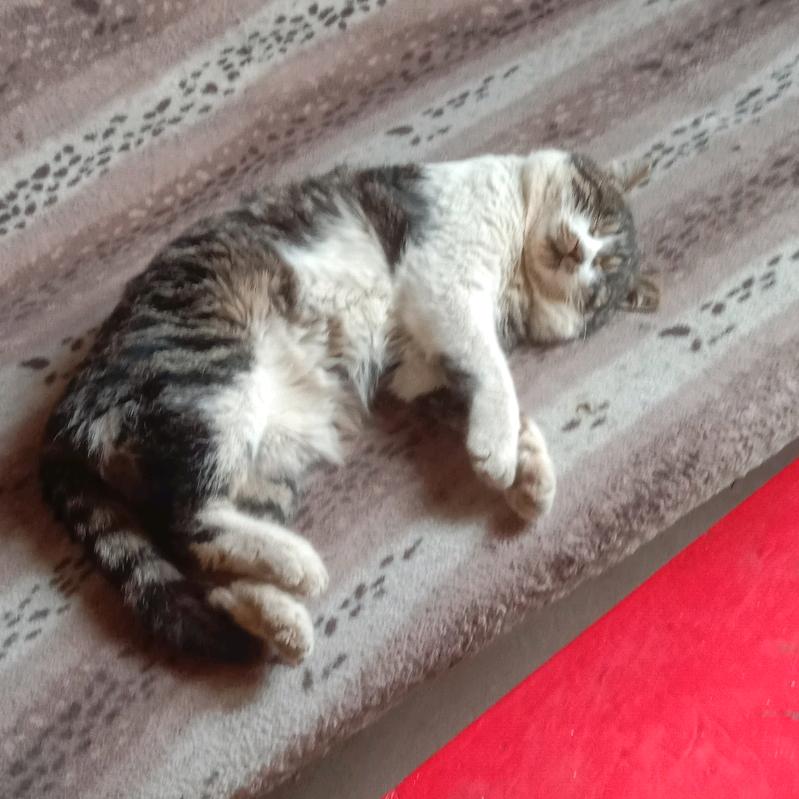 我叫猫猫