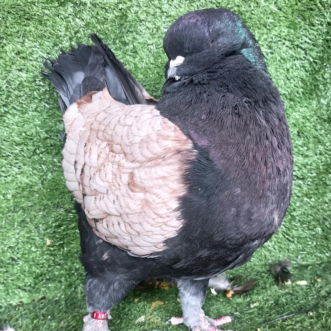 佰顺园家禽农场