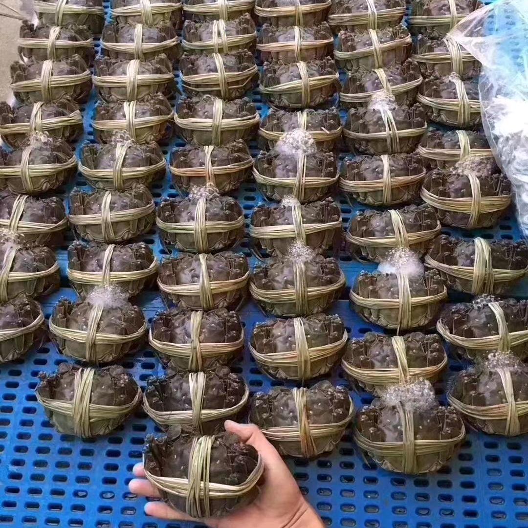 大闸蟹，小龙虾🦞生蚝。甲鱼🐟批发