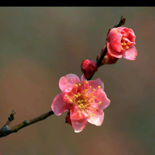 一枝梅东哥