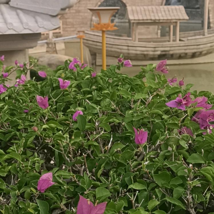 闽港花卉批发