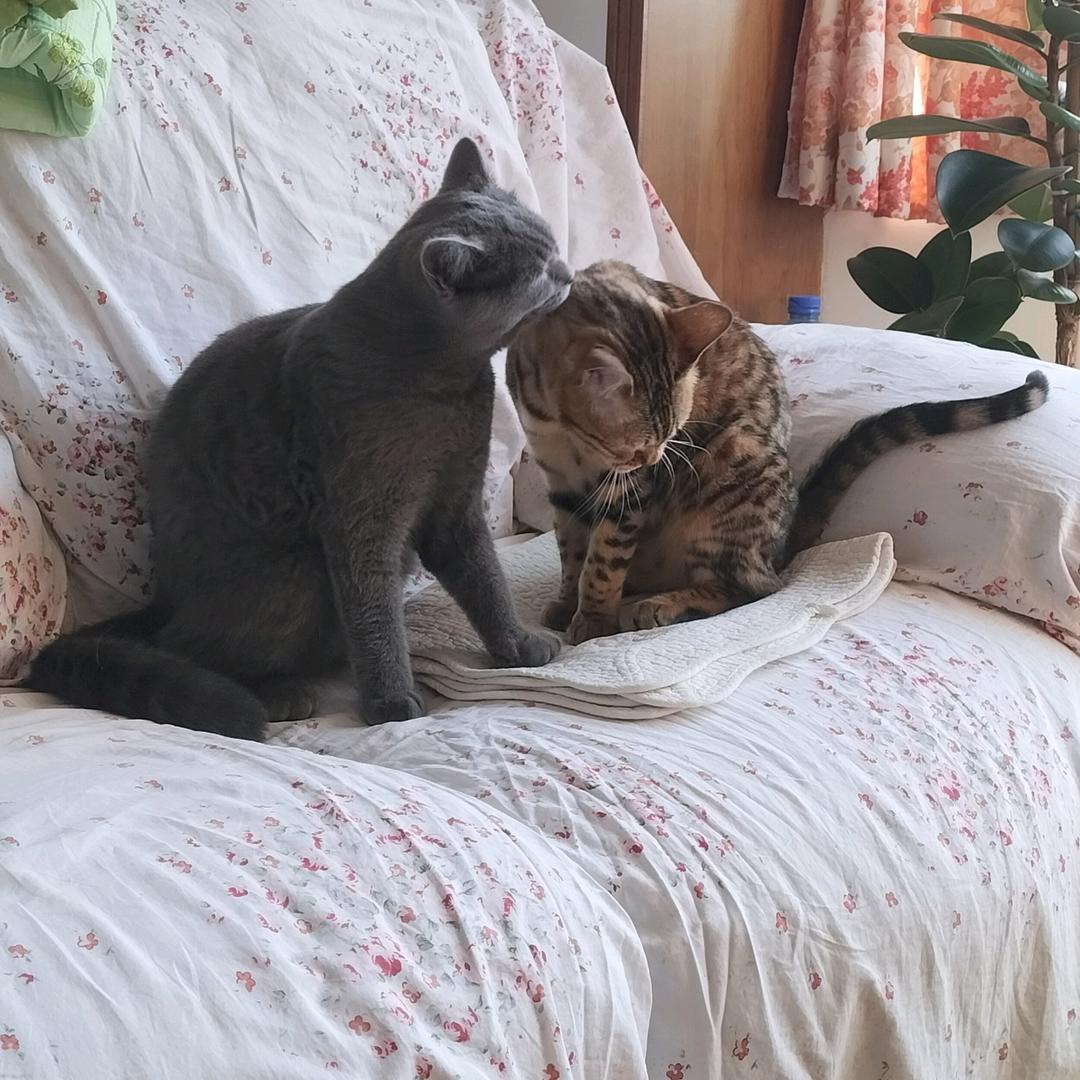 蓝墩墩&豹融融