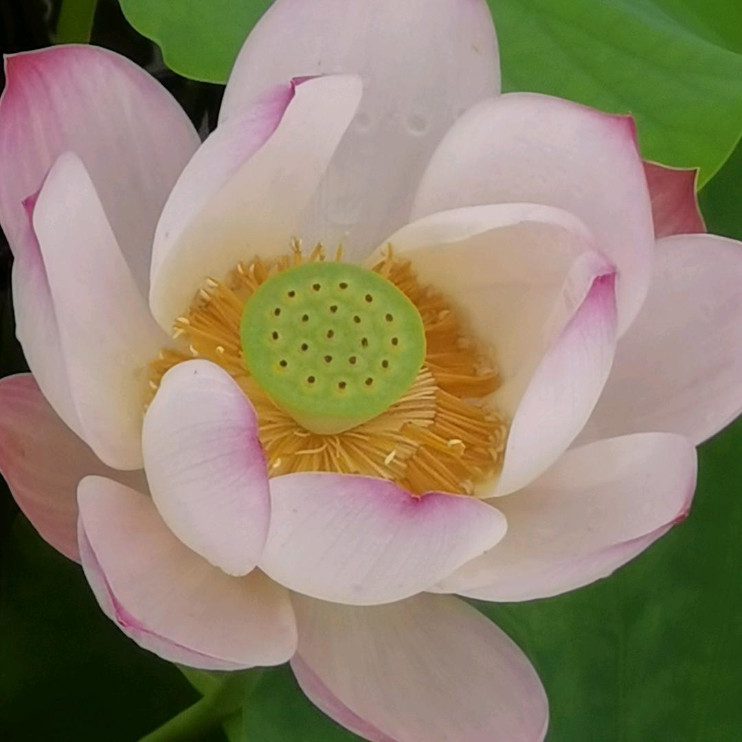 ღ௸独༊ོོོ࿆角戏の࿆೨