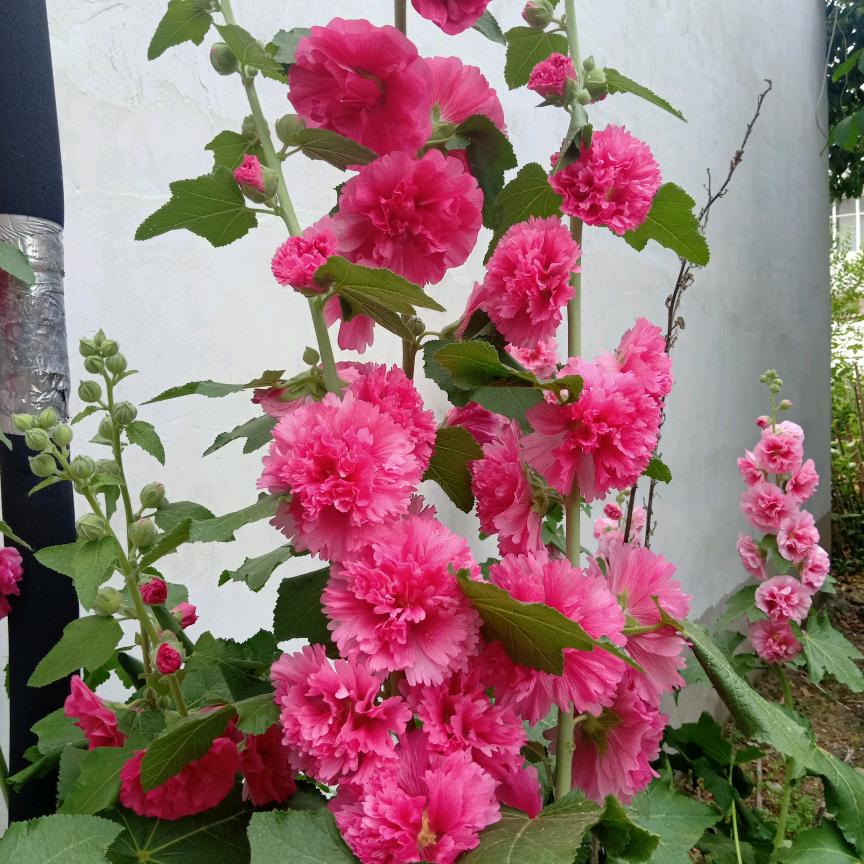 春暖花开