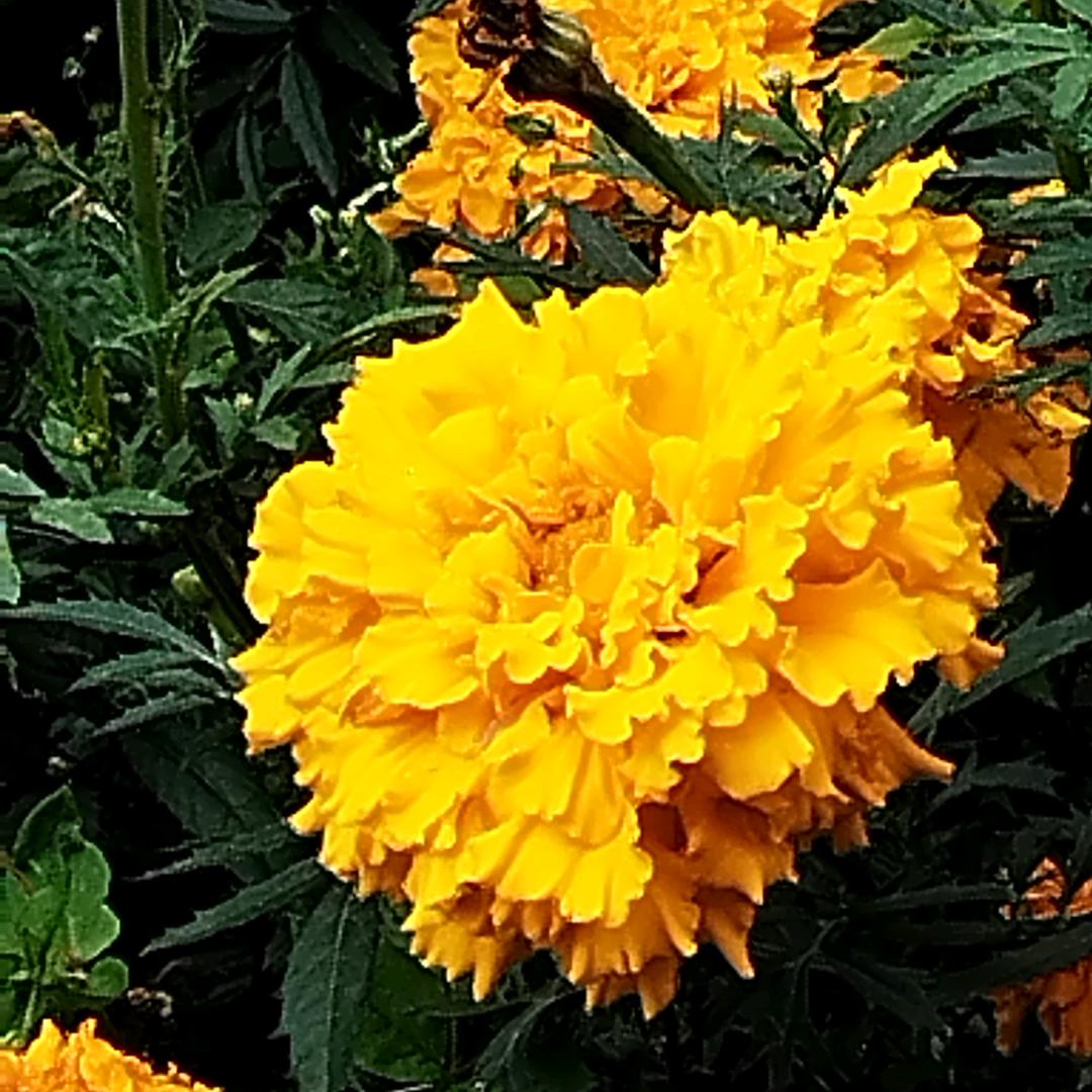 芳华不负