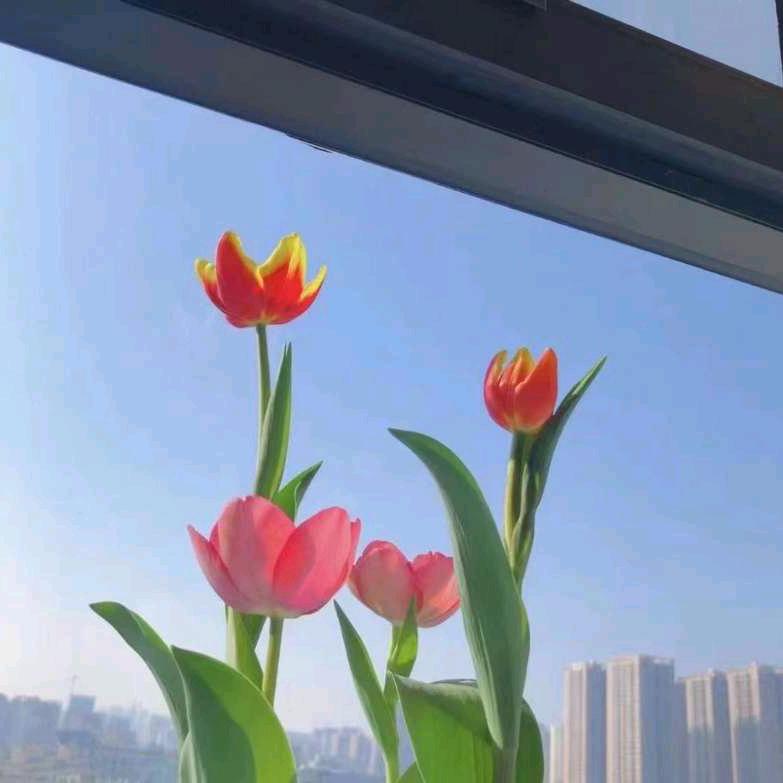香香姐