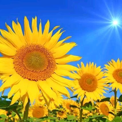 向日葵好物分享