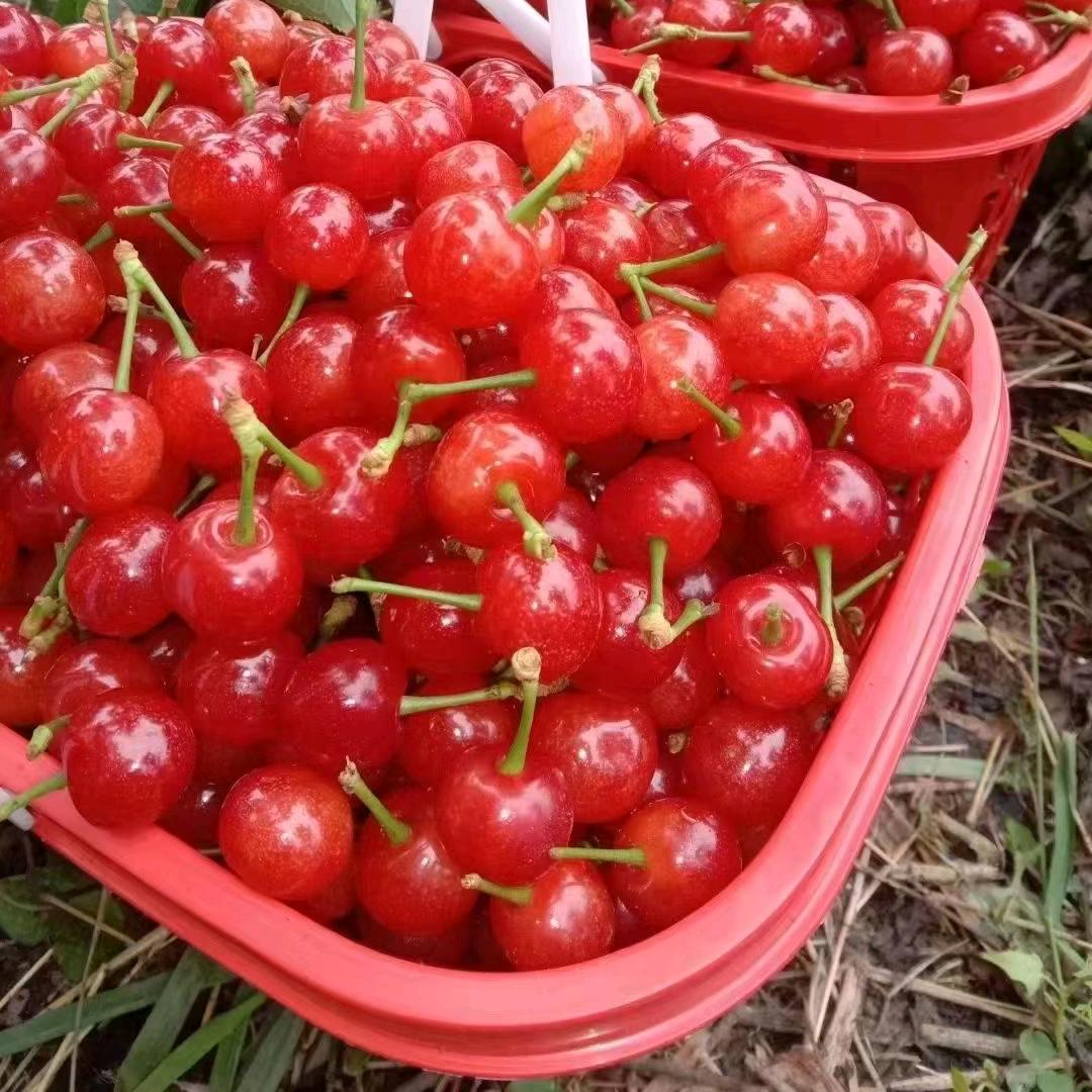 心🌹🌷🌷