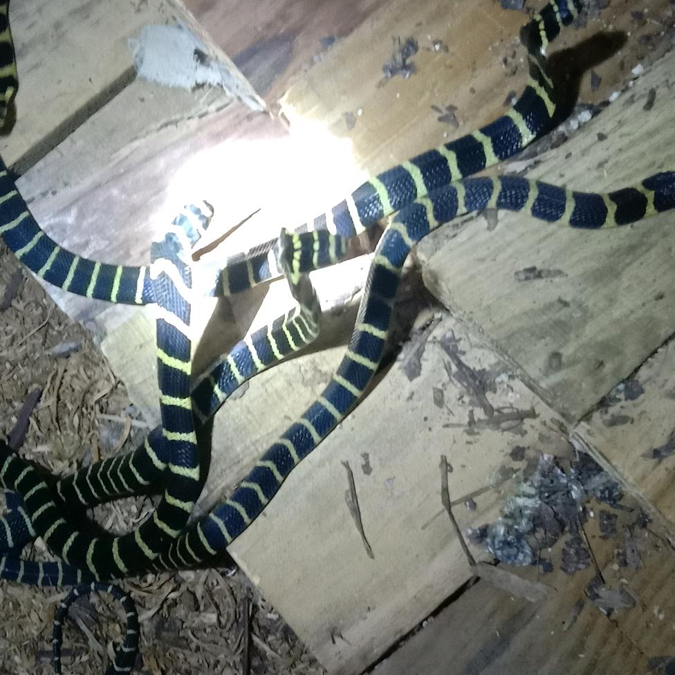 80后蛇养殖（张）