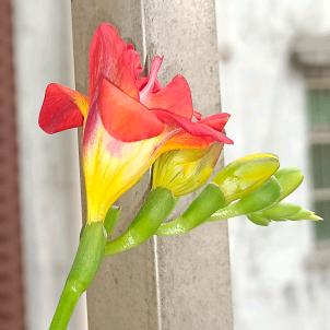 一品香茶