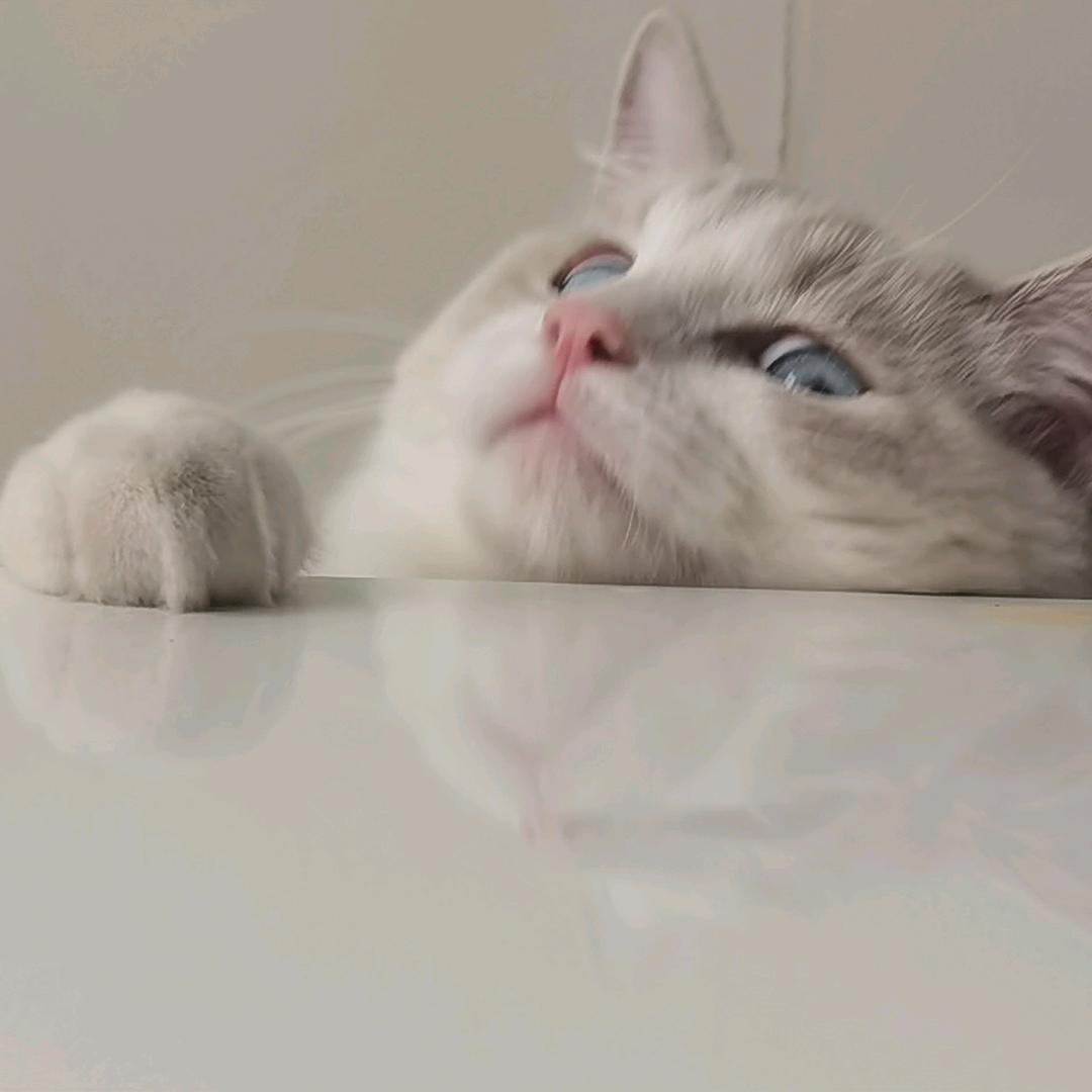 遛遛爱吃生菜