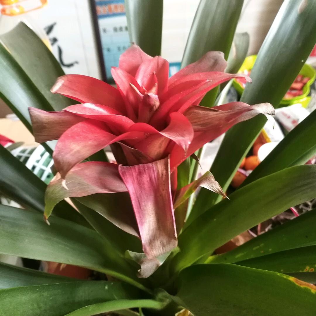 武奎琼锅厂(臻秦坊)