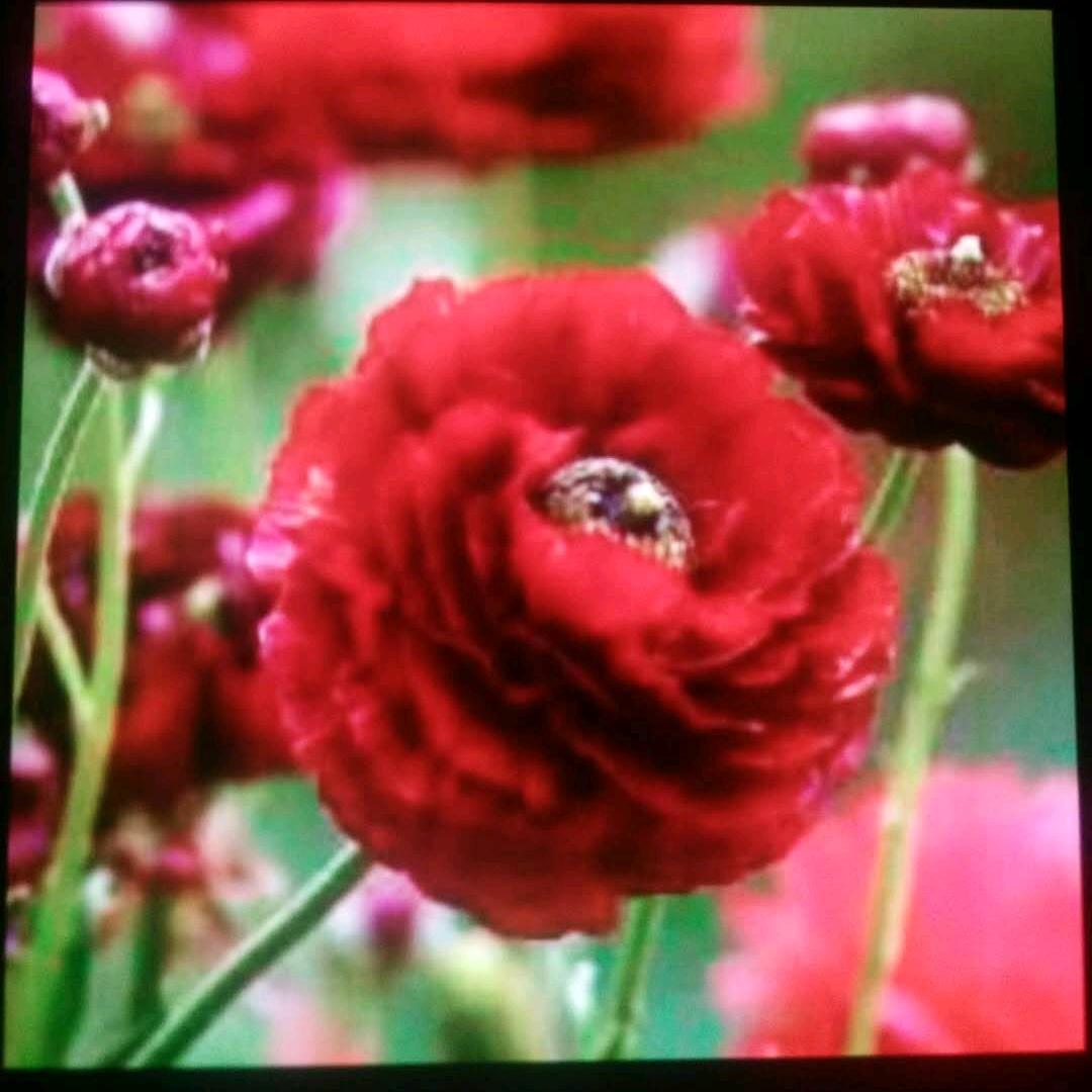 一朵花