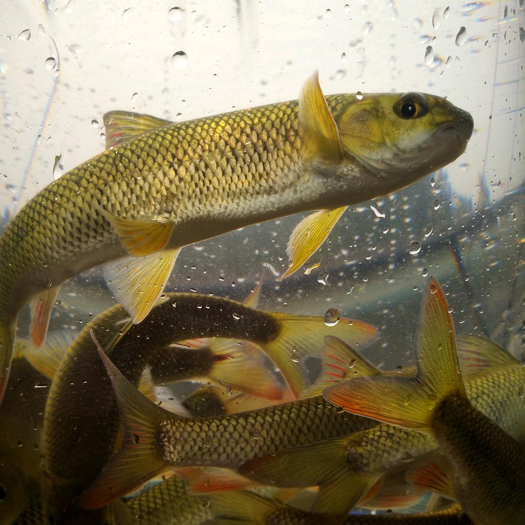 顺鑫河螭霖鱼养殖销售中心~泰山赤鳞鱼王