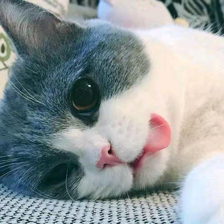 小小白chen