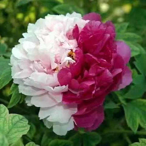 一帆风顺！🌹🌹🌹🌹🌹🌹